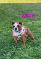 AKC Arie , a female English Bulldog for sale in Dundee, OH – Photo 6 of 6