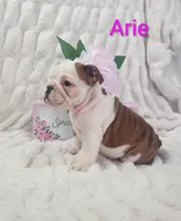 AKC Arie , a female English Bulldog for sale in Dundee, OH – Photo 2 of 6