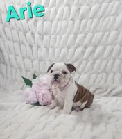 AKC Arie , a female English Bulldog for sale in Dundee, OH – Photo 1 of 6