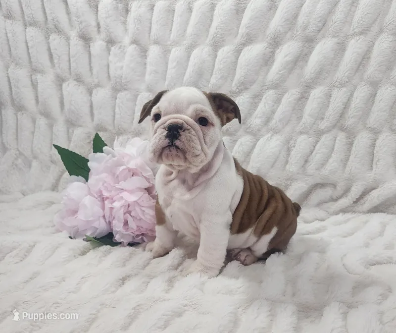 AKC Arie  – English Bulldog puppy for sale in Dundee, OH