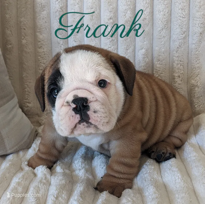 AKC Frank  – English Bulldog puppy for sale in Dundee, OH