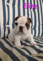 AKC Elize , a female English Bulldog for sale in Dundee, OH – 8 of 10