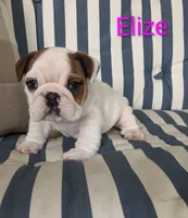 AKC Elize , a female English Bulldog for sale in Dundee, OH – 7 of 10