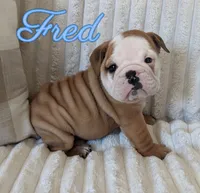 AKC Fred , a male English Bulldog for sale in Dundee, OH – 4 of 6