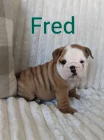 AKC Fred , a male English Bulldog for sale in Dundee, OH – 5 of 6