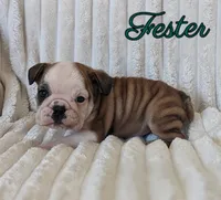 AKC Fester , a male English Bulldog for sale in Dundee, OH – 4 of 5