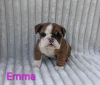 AKC Emma , a female English Bulldog for sale in Dundee, OH – 3 of 5