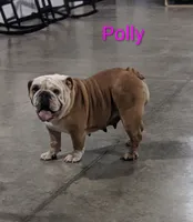 AKC Polly , a female English Bulldog for sale in Dundee, OH – 4 of 6
