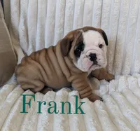 AKC Frank , a male English Bulldog for sale in Dundee, OH – 5 of 6