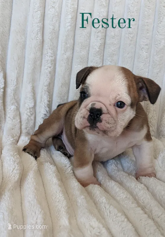 AKC Fester  – English Bulldog puppy for sale in Dundee, OH