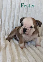 AKC Fester , a male English Bulldog for sale in Dundee, OH – 1 of 5