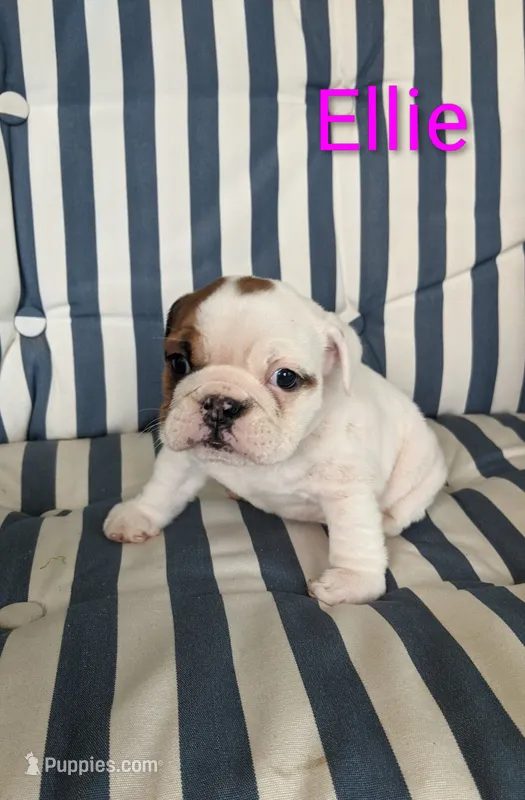 AKC Ellie  – English Bulldog puppy for sale in Dundee, OH