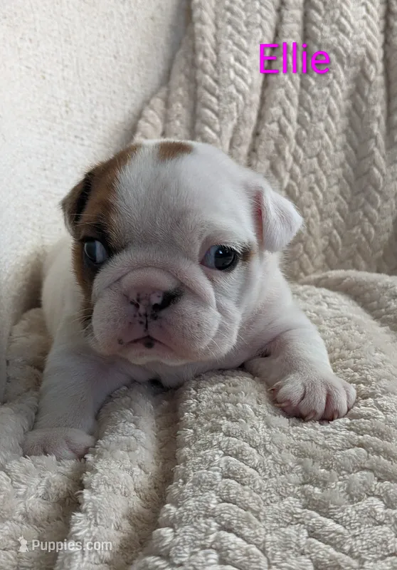 AKC Ellie  – English Bulldog puppy for sale in Dundee, OH