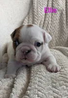 AKC Ellie , a female English Bulldog for sale in Dundee, OH – 6 of 7