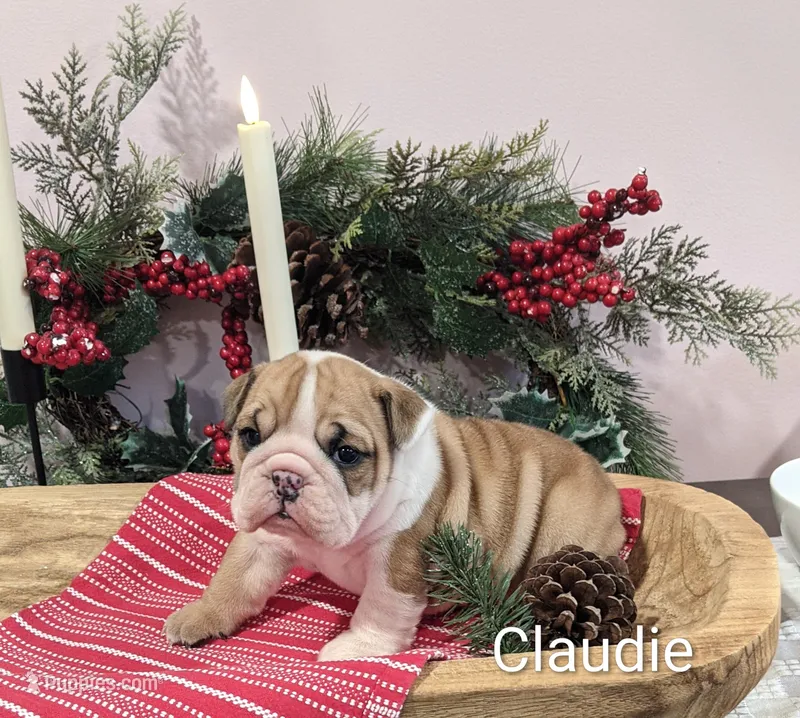 AKC Claudie