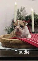 AKC Claudie, a female English Bulldog for sale in Dundee, OH – Photo 2 of 8