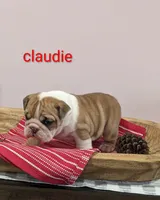 AKC Claudie, a female English Bulldog for sale in Dundee, OH – Photo 3 of 8