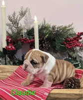 AKC Claudie, a female English Bulldog for sale in Dundee, OH – Photo 4 of 8