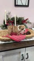 AKC Claudie, a female English Bulldog for sale in Dundee, OH – Photo 6 of 8