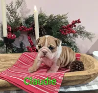 AKC Claudie, a female English Bulldog for sale in Dundee, OH – Photo 5 of 8