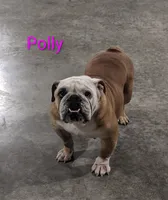 AKC Polly , a female English Bulldog for sale in Dundee, OH – 5 of 6