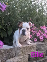 AKC Ellie , a female English Bulldog for sale in Dundee, OH – 5 of 7
