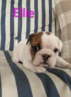 AKC Ellie , a female English Bulldog for sale in Dundee, OH – 3 of 7