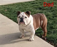 AKC Ace , a male English Bulldog for sale in Dundee, OH – Photo 5 of 5