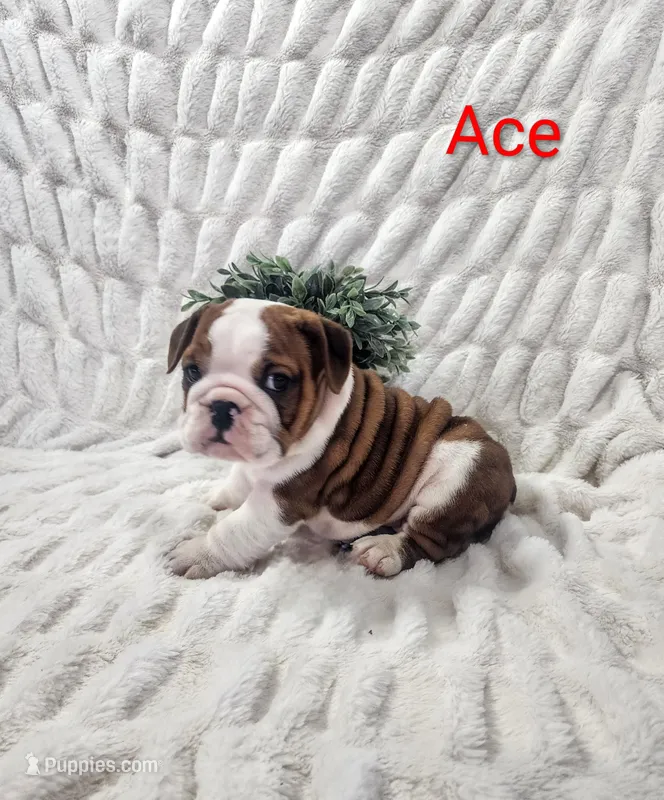 AKC Ace  – English Bulldog puppy on hold in Dundee, OH
