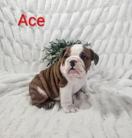 AKC Ace , a male English Bulldog for sale in Dundee, OH – Photo 2 of 4