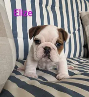 AKC Elize , a female English Bulldog for sale in Dundee, OH – 6 of 10