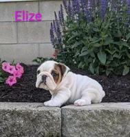 AKC Elize , a female English Bulldog for sale in Dundee, OH – 10 of 10