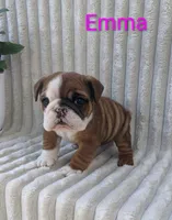 AKC Emma , a female English Bulldog for sale in Dundee, OH – 5 of 5