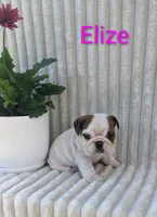 AKC Elize , a female English Bulldog for sale in Dundee, OH – 3 of 10