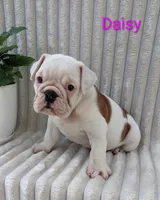 AKC Daisy , a female English Bulldog for sale in Dundee, OH – 3 of 4