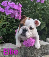 AKC Ellie , a female English Bulldog for sale in Dundee, OH – 1 of 7