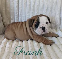 AKC Frank , a male English Bulldog for sale in Dundee, OH – 3 of 6