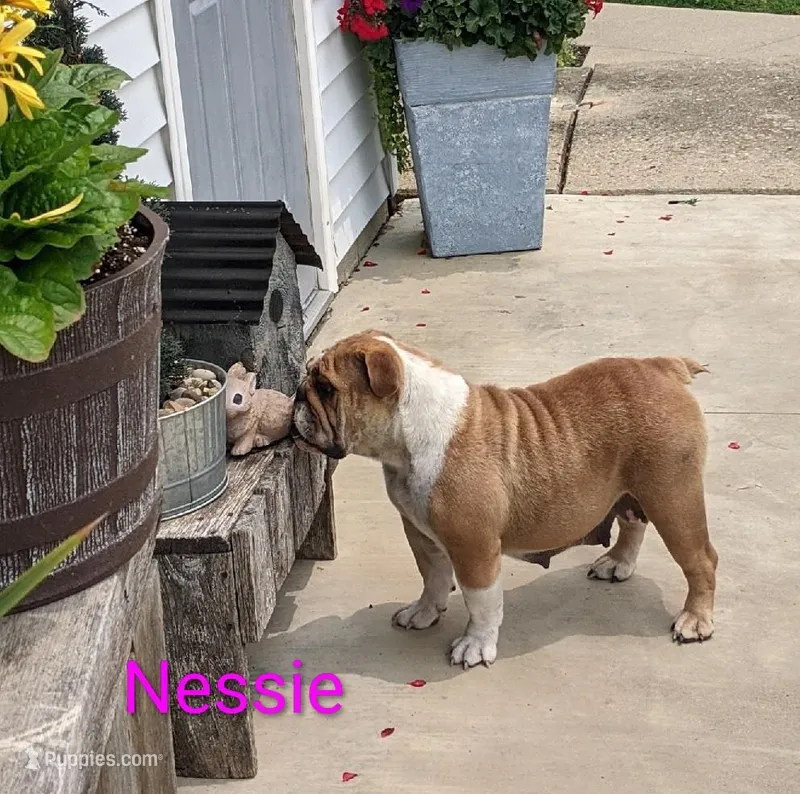 AKC Nessie  – English Bulldog puppy for sale in Dundee, OH