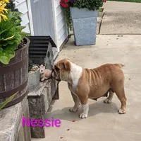AKC Nessie , a female English Bulldog for sale in Dundee, OH – Photo 1 of 6