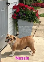 AKC Nessie , a female English Bulldog for sale in Dundee, OH – Photo 2 of 6