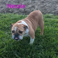 AKC Nessie , a female English Bulldog for sale in Dundee, OH – Photo 3 of 6