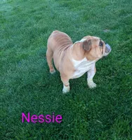 AKC Nessie , a female English Bulldog for sale in Dundee, OH – Photo 4 of 6