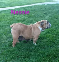 AKC Nessie , a female English Bulldog for sale in Dundee, OH – Photo 6 of 6