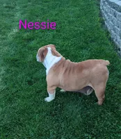 AKC Nessie , a female English Bulldog for sale in Dundee, OH – Photo 5 of 6