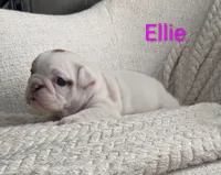 AKC Ellie , a female English Bulldog for sale in Dundee, OH – 7 of 7