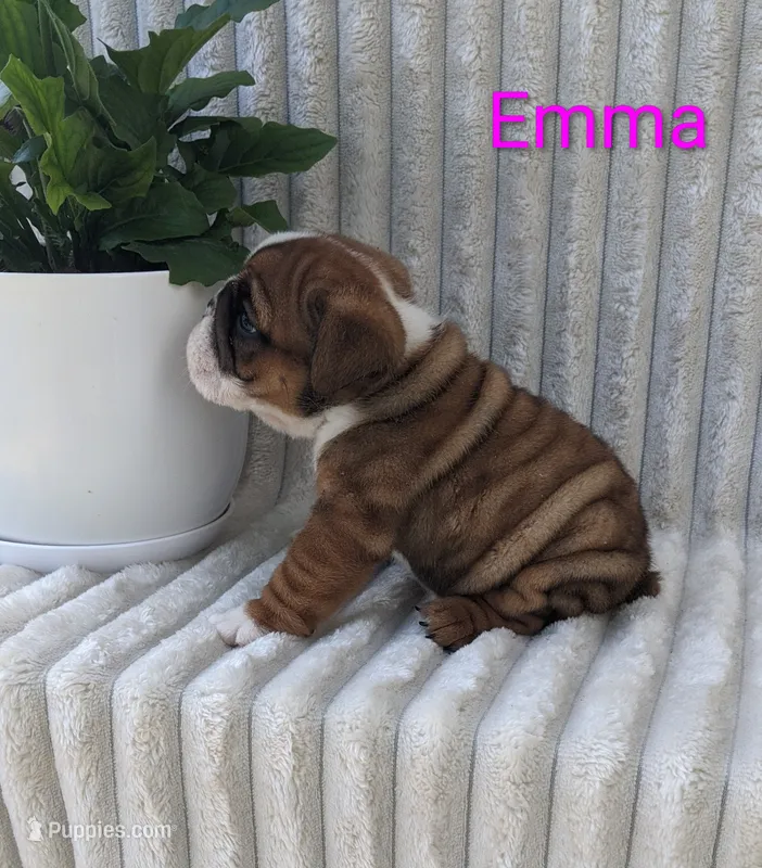 AKC Emma  – English Bulldog puppy for sale in Dundee, OH