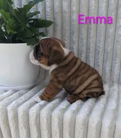 AKC Emma , a female English Bulldog for sale in Dundee, OH – 4 of 5