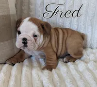 AKC Fred , a male English Bulldog for sale in Dundee, OH – 2 of 6