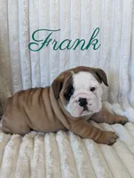 AKC Frank , a male English Bulldog for sale in Dundee, OH – 2 of 6