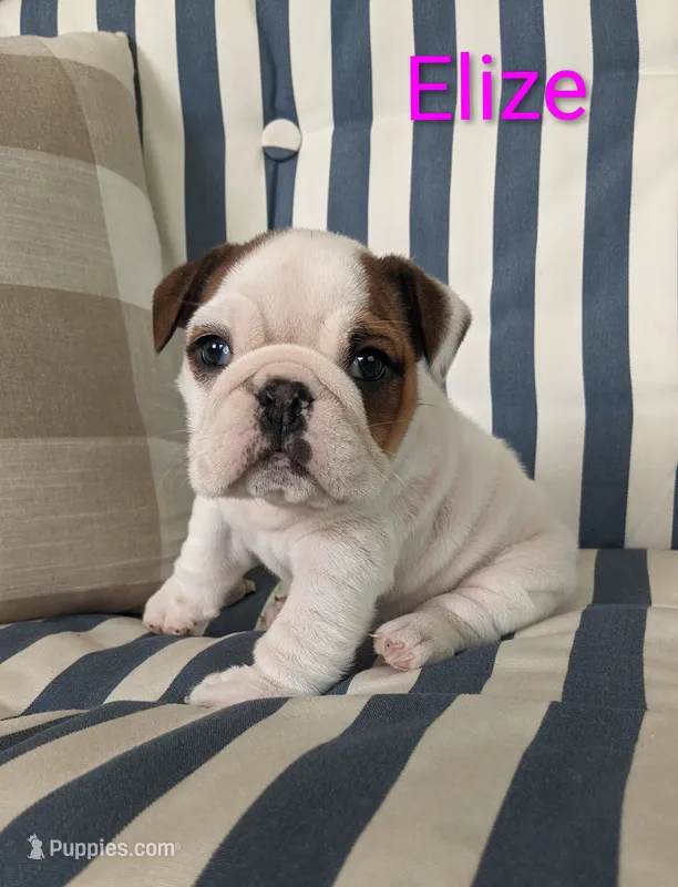 AKC Elize  – English Bulldog puppy for sale in Dundee, OH